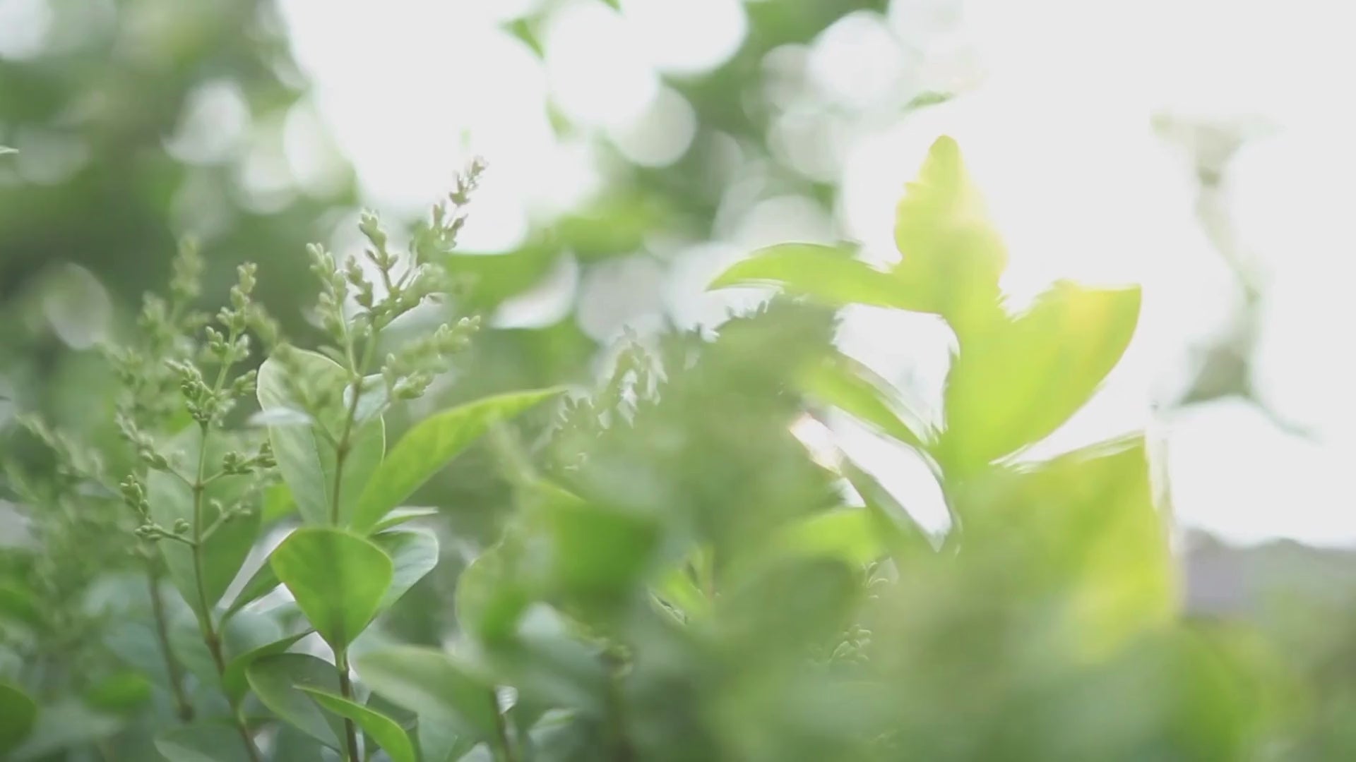 Aqara Curtain Controller C3